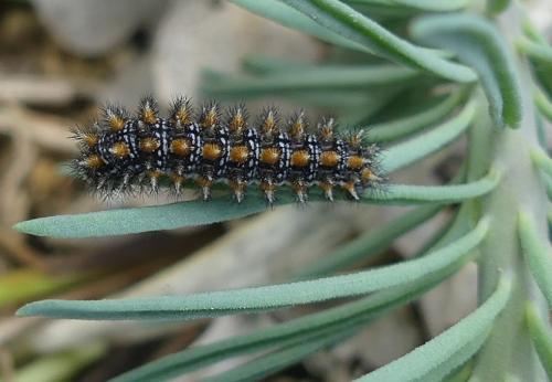 Melitaea didyma